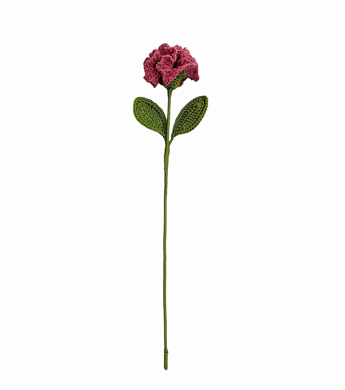 Carnation Stem