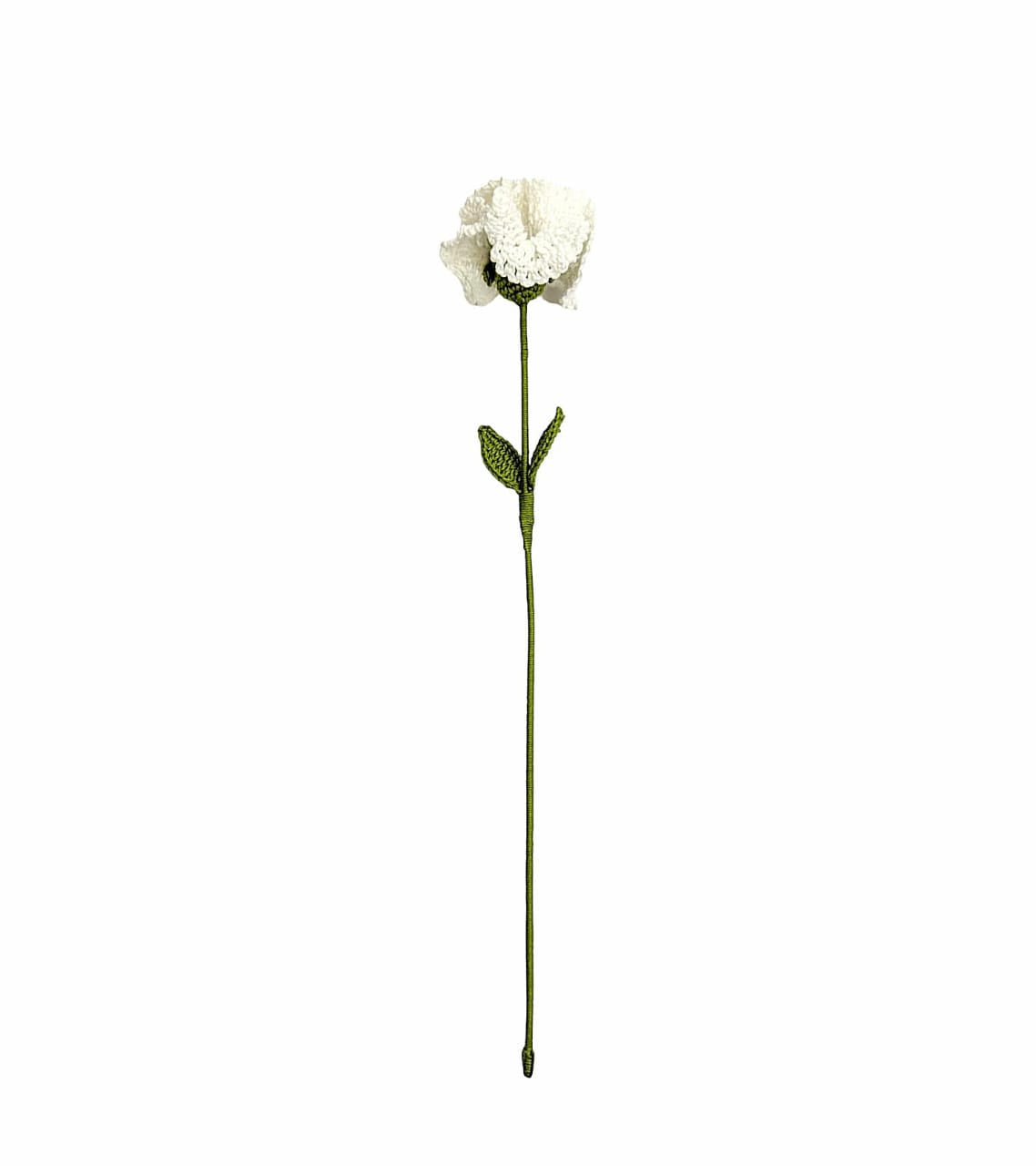 Carnation Stem